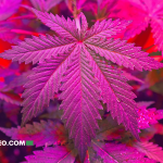 7 Mitos Comunes sobre la Marihuana