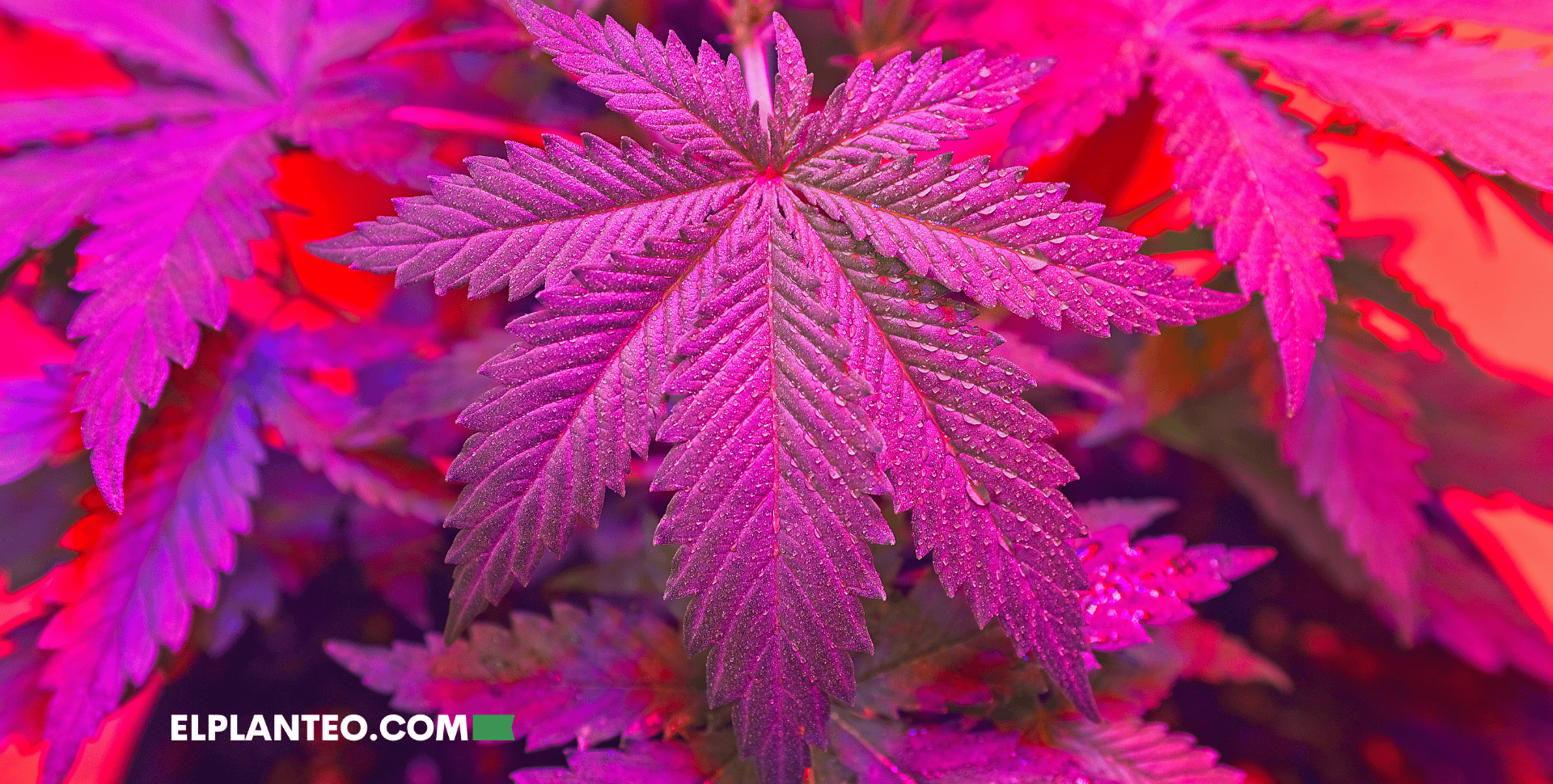 7 Mitos Comunes sobre la Marihuana