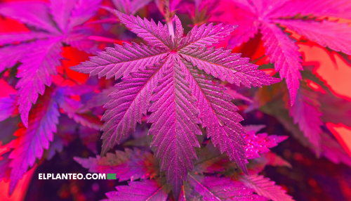 7 Mitos Comunes sobre la Marihuana 7 Mitos Comunes sobre la Marihuana