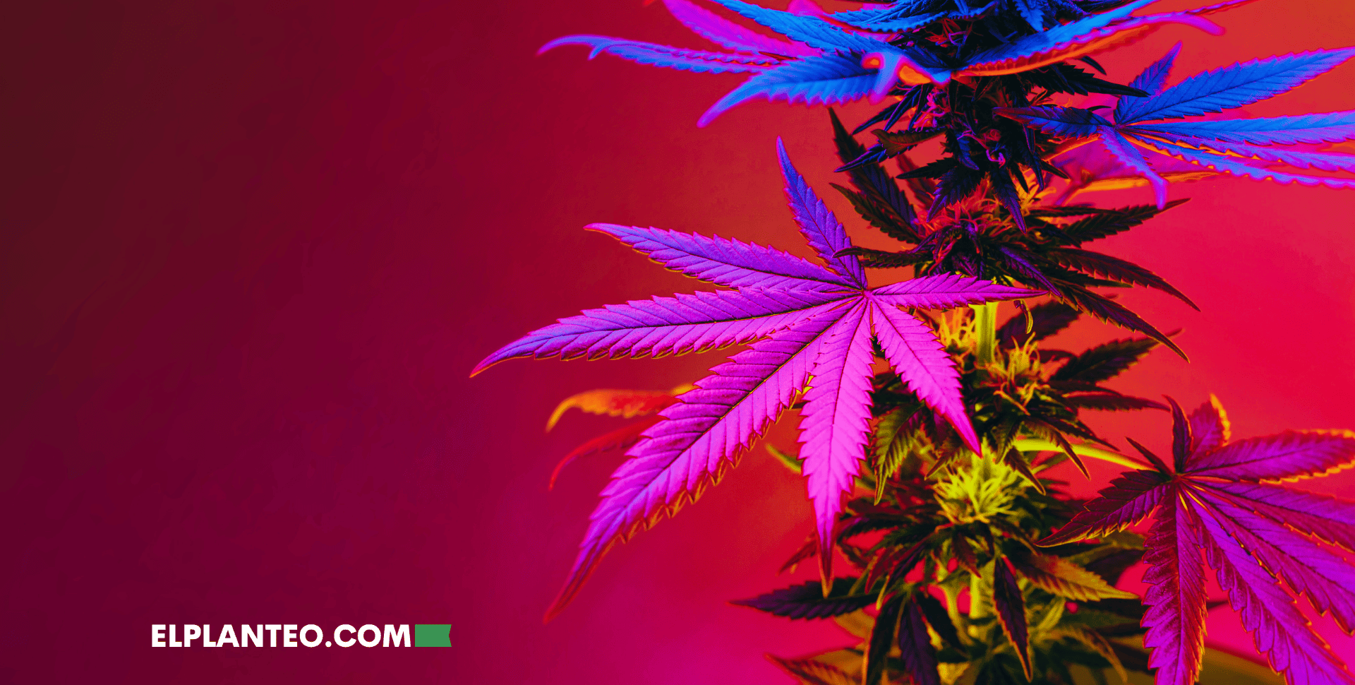 ¿Cuáles Son las Mejores Cepas de Marihuana? 24 Variedades que Necesitas Probar ¿Cuáles Son las Mejores Cepas de Marihuana? 24 Variedades que Necesitas Probar