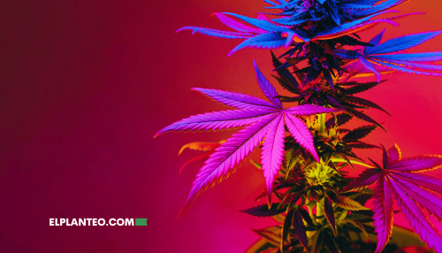 ¿Cuáles Son las Mejores Cepas de Marihuana? 24 Variedades que Necesitas Probar