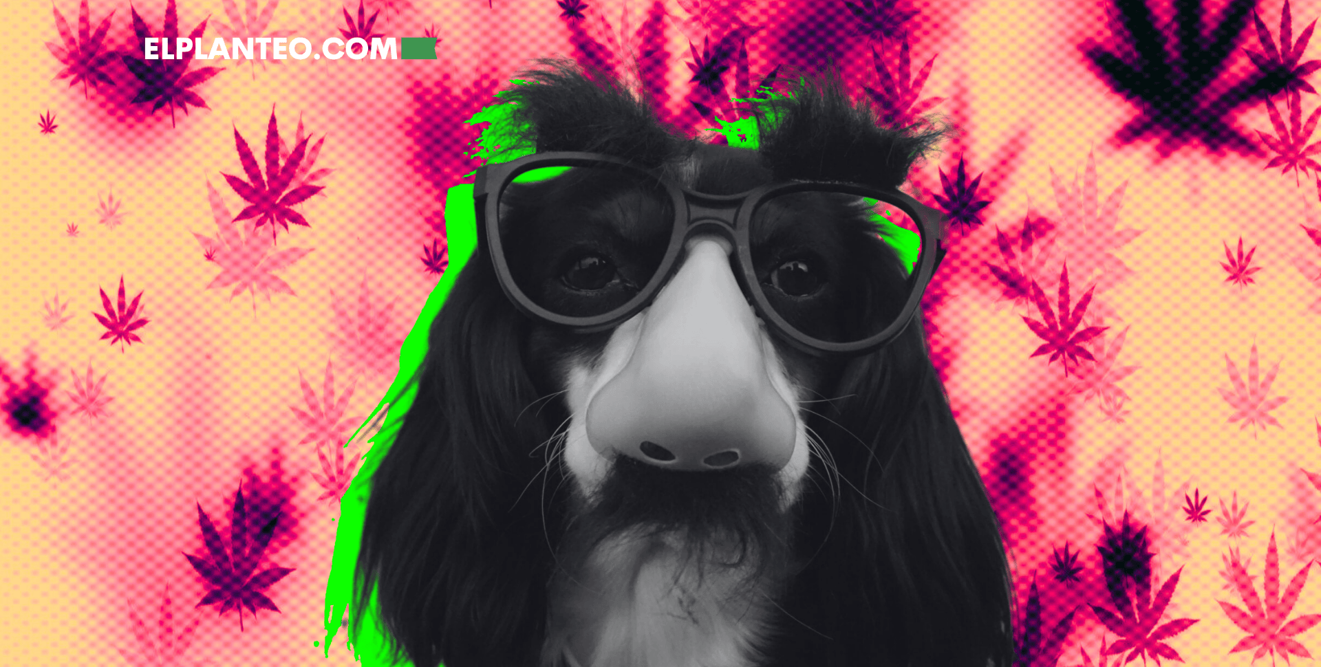 La Nariz Sabe: La Importancia del Olor de la Marihuana a la Hora de Elegir tu Cepa La Nariz Sabe: La Importancia del Olor de la Marihuana a la Hora de Elegir tu Cepa