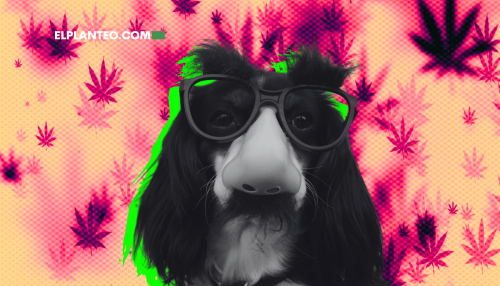 La Nariz Sabe: La Importancia del Olor de la Marihuana a la Hora de Elegir tu Cepa