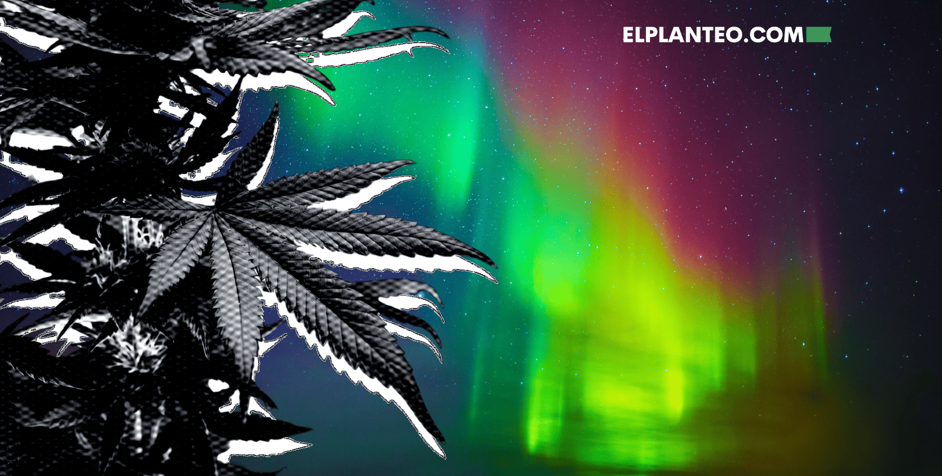 Cepas de Marihuana: Northern Lights Cepas de Marihuana: Northern Lights