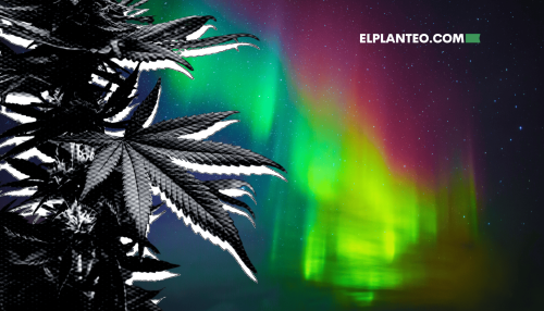 Cepas de Marihuana: Northern Lights Cepas de Marihuana: Northern Lights