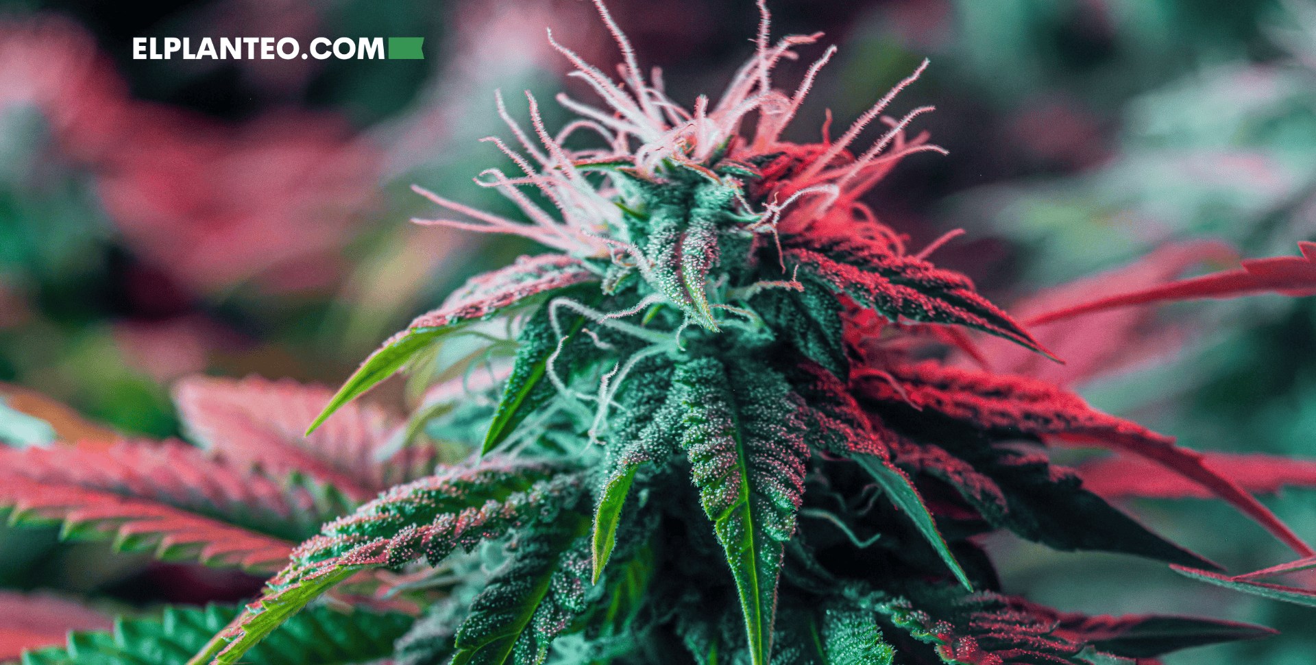 Cepas de Marihuana: Afghan Kush Cepas de Marihuana: Afghan Kush