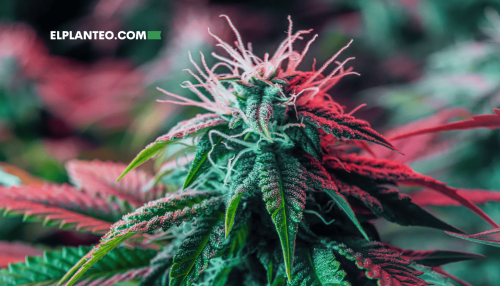 Cepas de Marihuana: Afghan Kush Cepas de Marihuana: Afghan Kush