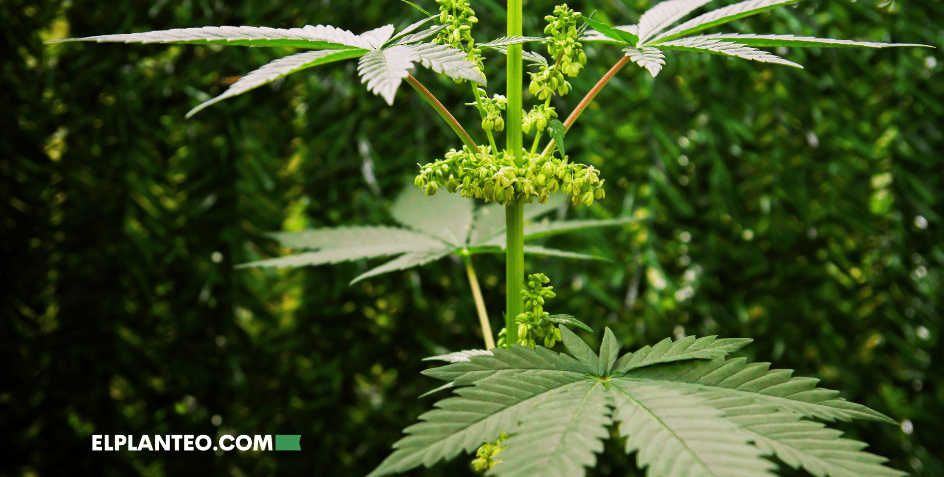 Estudio: El Papel de los Genes en la Aparición de una Planta de Marihuana Hermafrodita Estudio: El Papel de los Genes en la Aparición de una Planta de Marihuana Hermafrodita