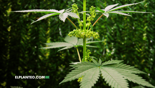 Estudio: El Papel de los Genes en la Aparición de una Planta de Marihuana Hermafrodita