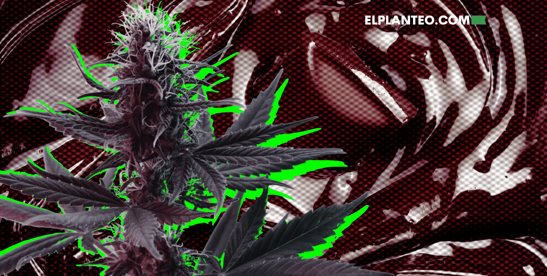 Chocolope: Todo Sobre Esta Cepa de Marihuana Chocolope: Todo Sobre Esta Cepa de Marihuana