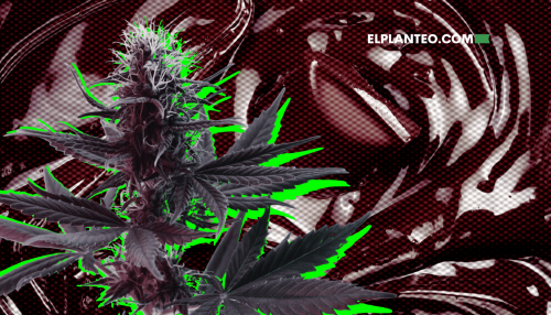 Chocolope: Todo Sobre Esta Cepa de Marihuana Chocolope: Todo Sobre Esta Cepa de Marihuana