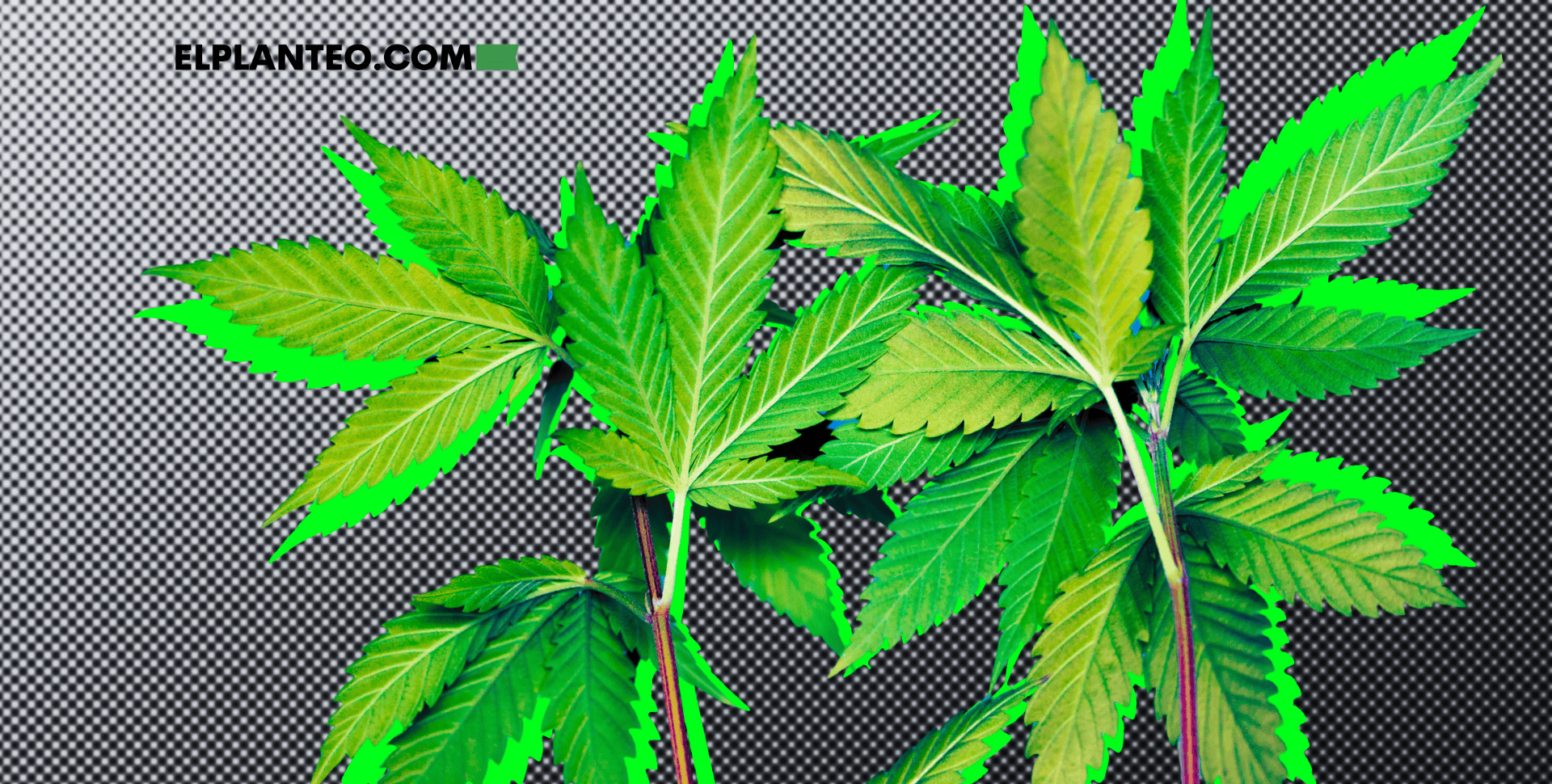 Cáñamo versus Marihuana: ¿Cuál Es la Diferencia? Cáñamo versus Marihuana: ¿Cuál Es la Diferencia?