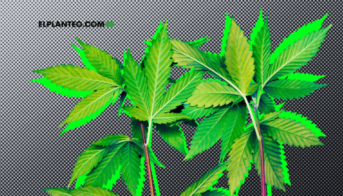 Cáñamo versus Marihuana: ¿Cuál Es la Diferencia? Cáñamo versus Marihuana: ¿Cuál Es la Diferencia?