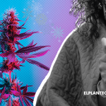 Llegó el Frío… Y la Marihuana Puede Ser una Gran Aliada