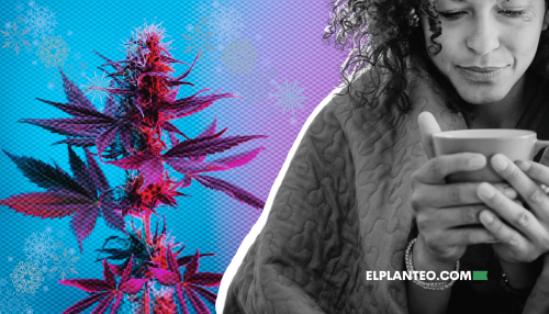 Llegó el Frío… Y la Marihuana Puede Ser una Gran Aliada Llegó el Frío… Y la Marihuana Puede Ser una Gran Aliada