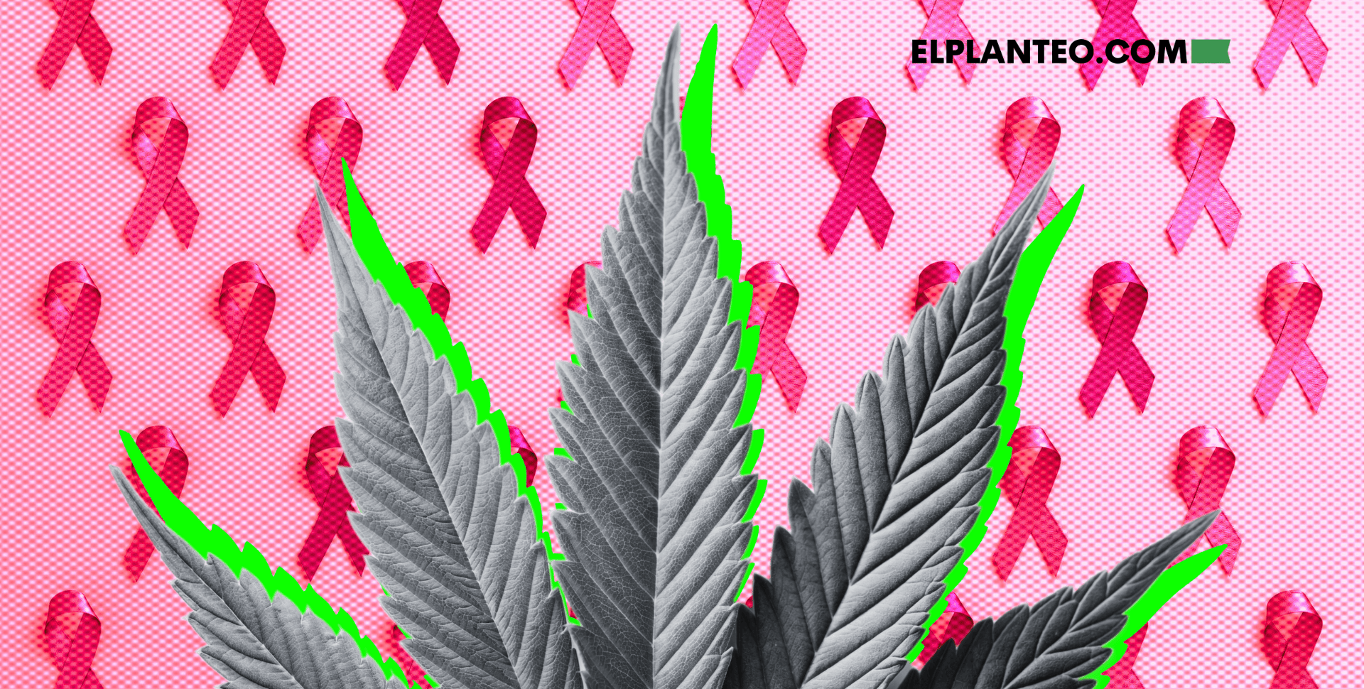 Cannabis y Cáncer de Mama: Conocimientos Básicos Cannabis y Cáncer de Mama: Conocimientos Básicos