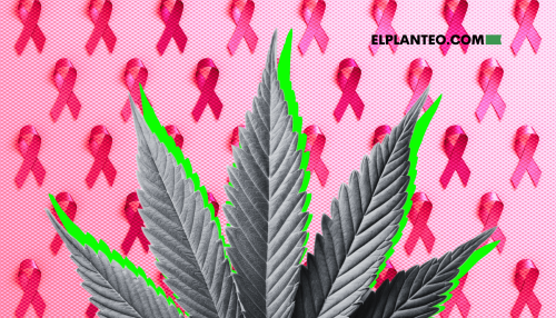 Cannabis y Cáncer de Mama: Conocimientos Básicos Cannabis y Cáncer de Mama: Conocimientos Básicos