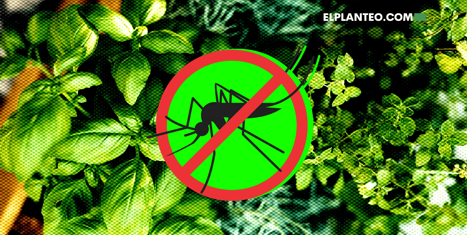15 Plantas que Ahuyentan Mosquitos: Repelentes Naturales