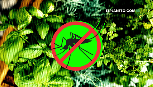 15 Plantas que Ahuyentan Mosquitos: Repelentes Naturales 15 Plantas que Ahuyentan Mosquitos: Repelentes Naturales