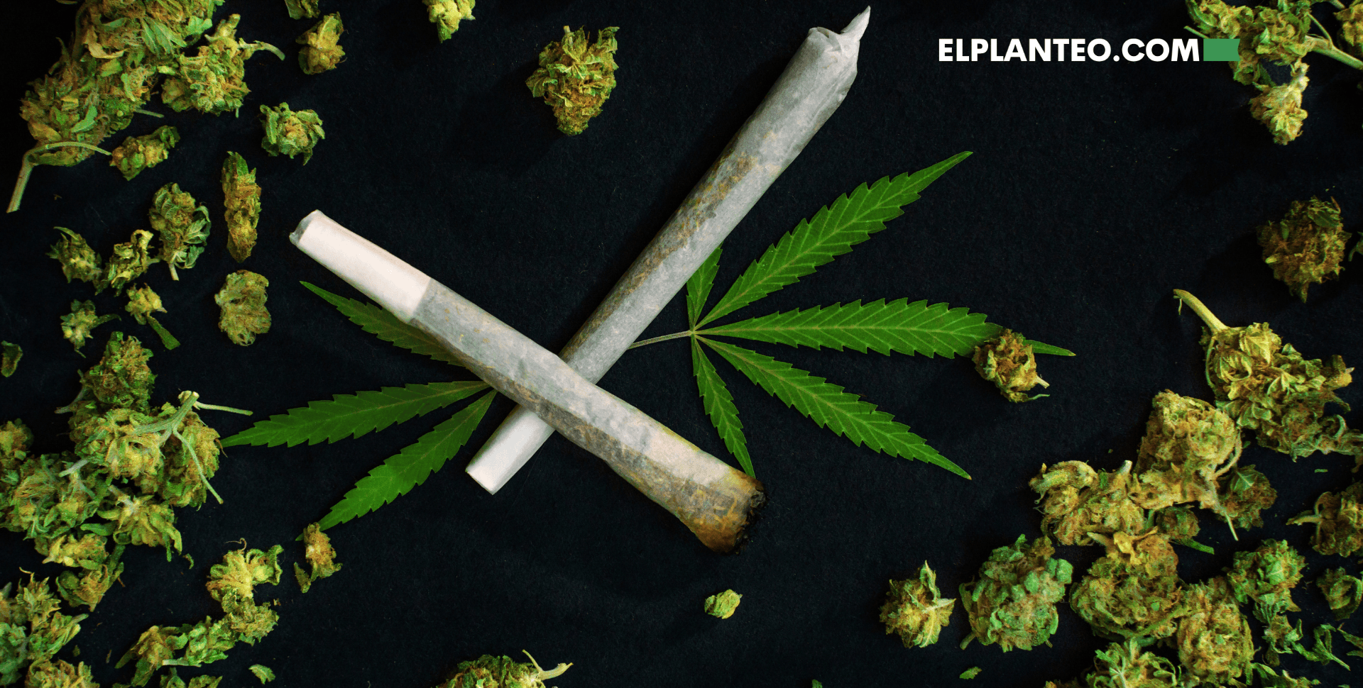 ¿Qué Es la ‘Weed’? ¿Qué Significa en Español?