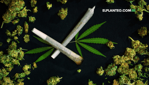 ¿Qué Es la ‘Weed’? ¿Qué Significa en Español?