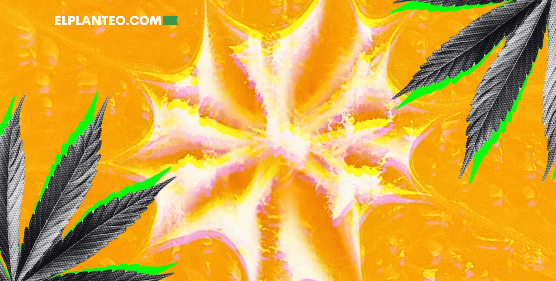 Cepas de Marihuana: Tangie Cepas de Marihuana: Tangie