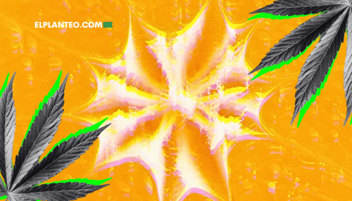 Cepas de Marihuana: Tangie