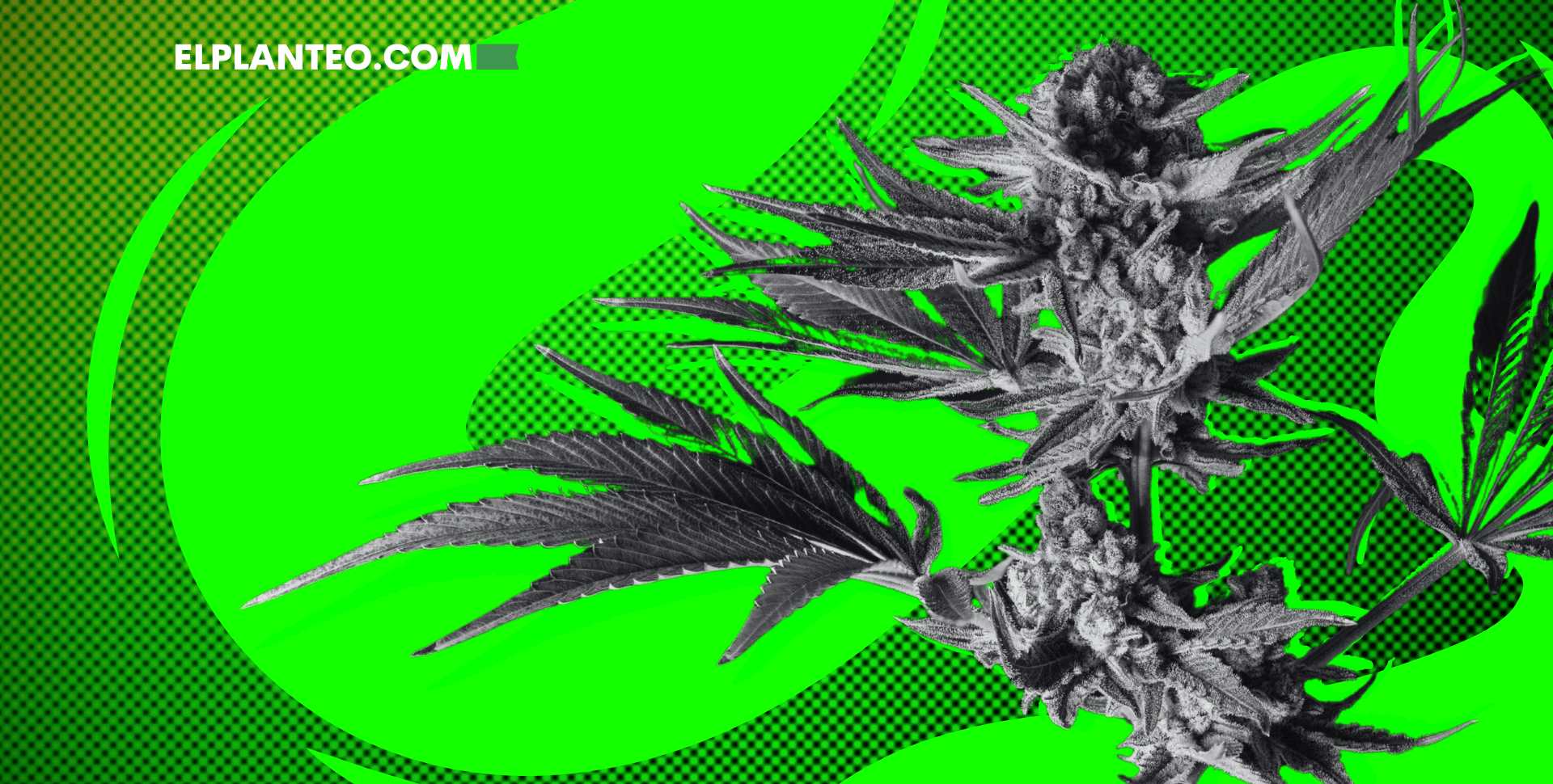 Cepas de Marihuana: Green Crack Cepas de Marihuana: Green Crack