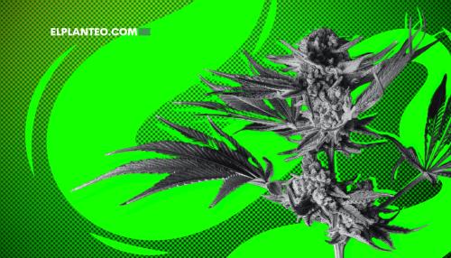 Cepas de Marihuana: Green Crack Cepas de Marihuana: Green Crack