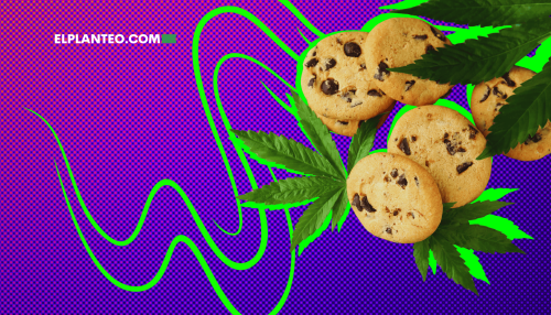 Cepas de Marihuana: GSC o Girl Scout Cookies