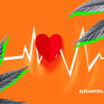 Cómo Afecta la Marihuana a la Presión Sanguínea