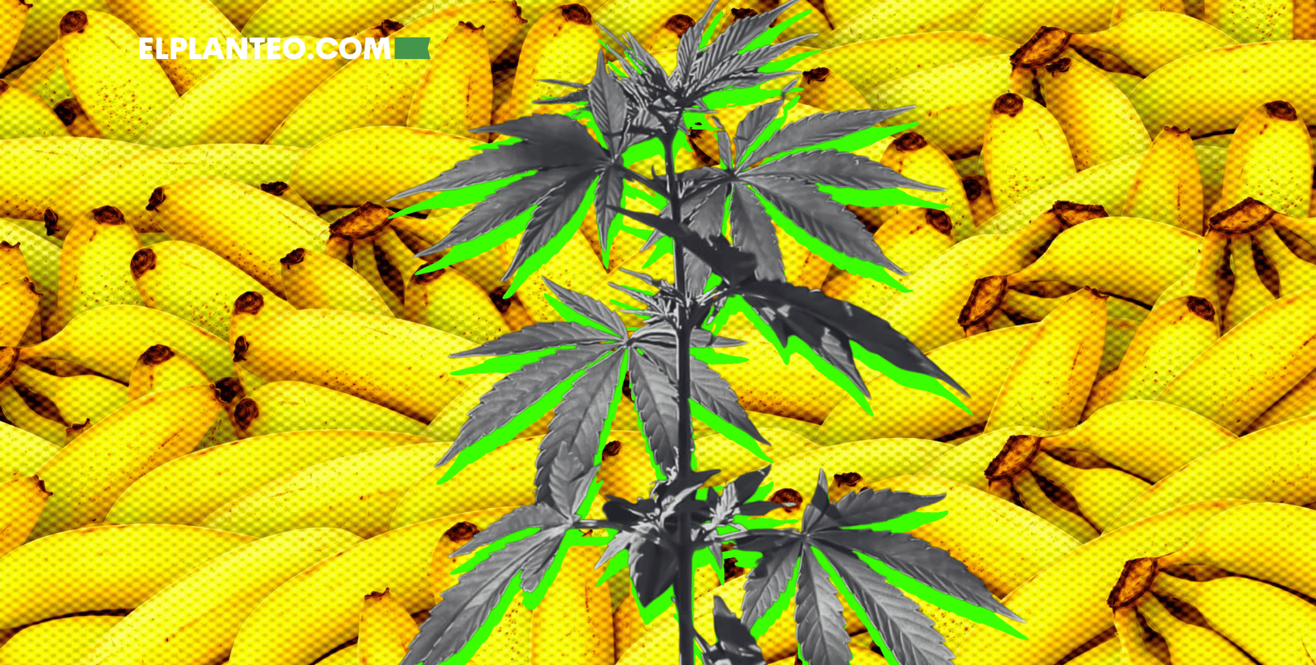 Té de Banana para Plantas de Cannabis: Cómo Hacerlo Té de Banana para Plantas de Cannabis: Cómo Hacerlo