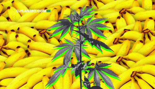 Té de Banana para Plantas de Cannabis: Cómo Hacerlo