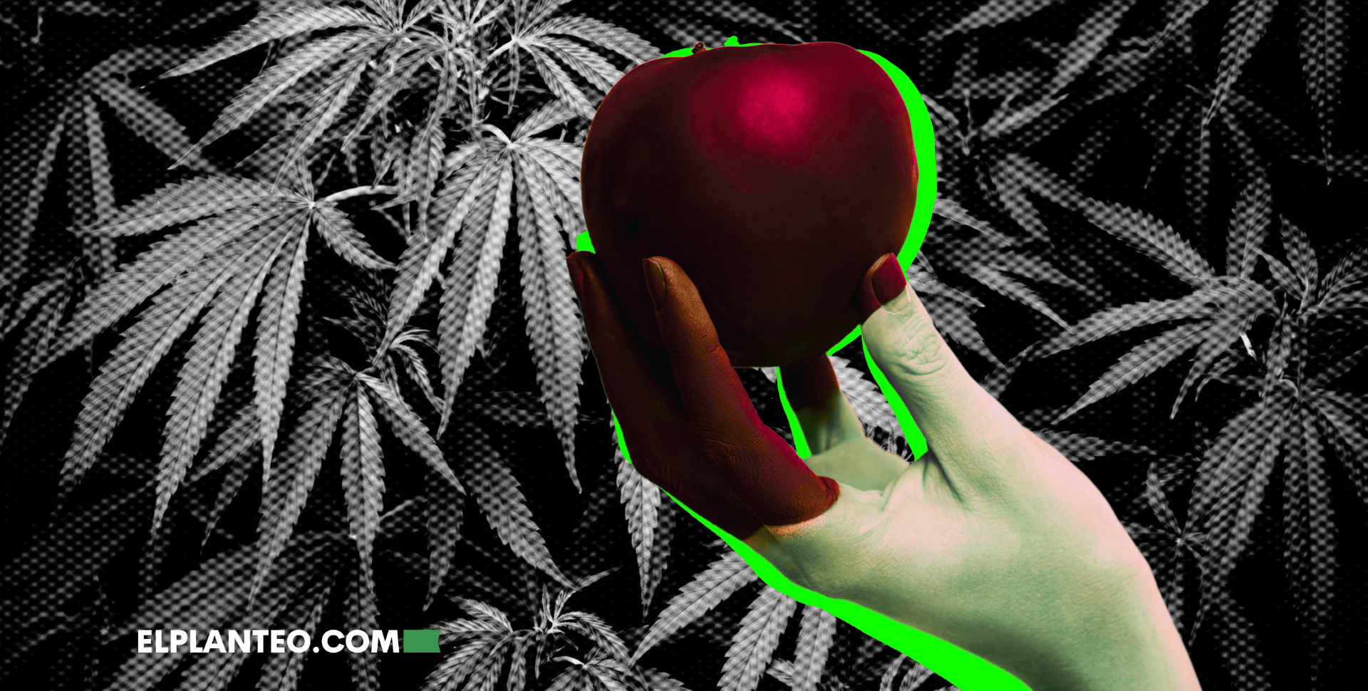 Cepas de Marihuana: Forbidden Fruit
