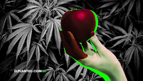 Cepas de Marihuana: Forbidden Fruit
