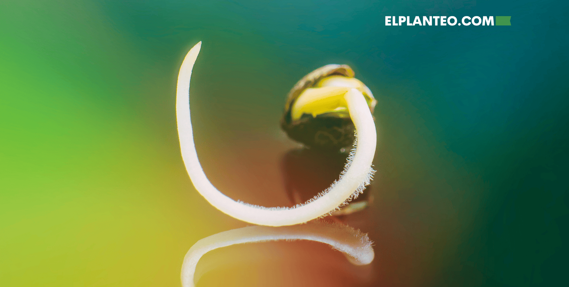 Cómo Germinar Semillas de Marihuana Cómo Germinar Semillas de Marihuana