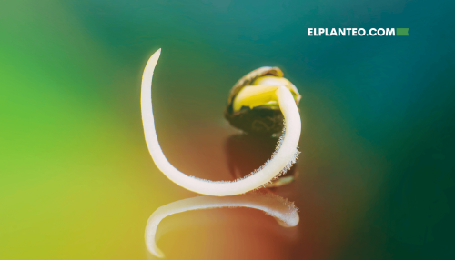 Cómo Germinar Semillas de Marihuana Cómo Germinar Semillas de Marihuana