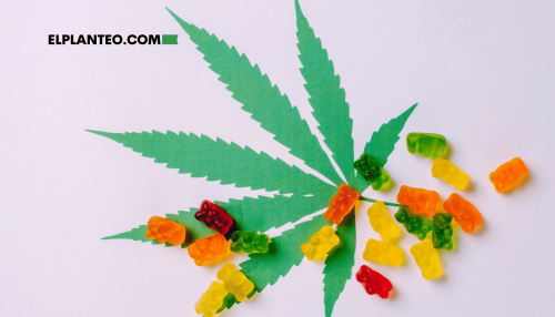 Gomitas de Marihuana: Qué Son y Cómo Hacerlas