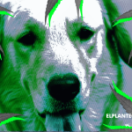 ¿Tu Mascota se Come tus Plantas de Cannabis? Te Contamos Cómo Evitarlo