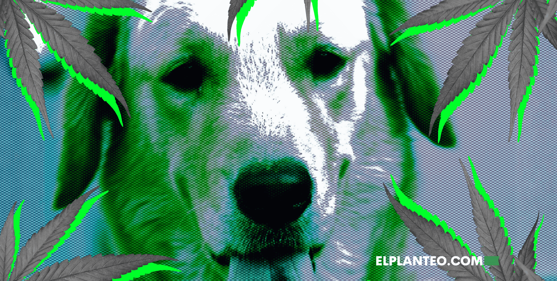 ¿Tu Mascota se Come tus Plantas de Cannabis? Te Contamos Cómo Evitarlo