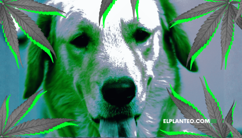 ¿Tu Mascota se Come tus Plantas de Cannabis? Te Contamos Cómo Evitarlo
