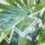 Acciones de Cannabis Suben Con Fuerza: Qué Pasó y Por Qué Analistas Sugieren ‘No Tomarse el Jugo de Un Trago’