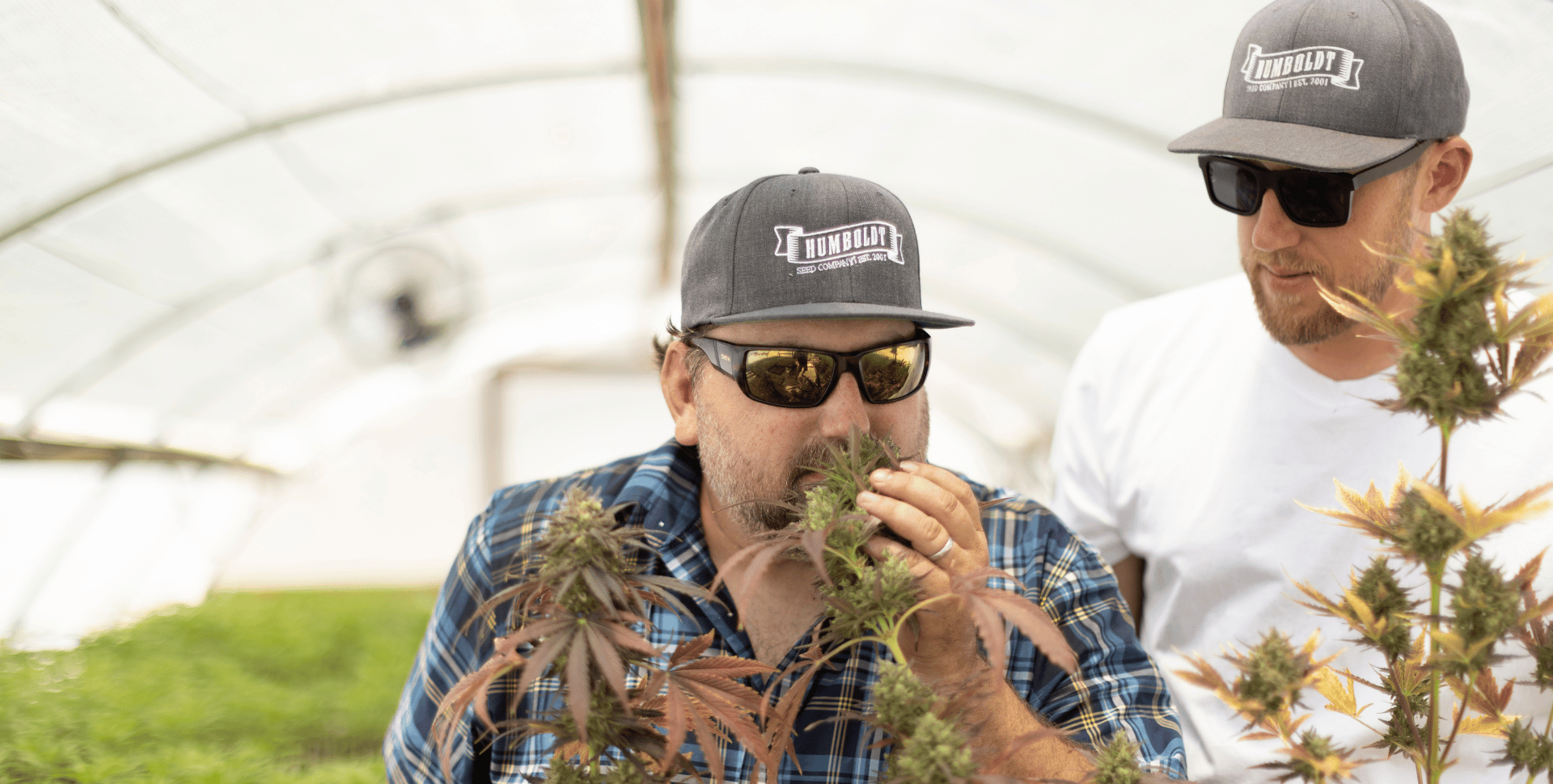 Más THC, Menos Tiempo: Humboldt Seed Presenta una Variedad Triploide Autofloreciente Más THC, Menos Tiempo: Humboldt Seed Presenta una Variedad Triploide Autofloreciente