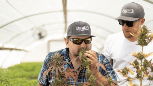 Más THC, Menos Tiempo: Humboldt Seed Presenta una Variedad Triploide Autofloreciente