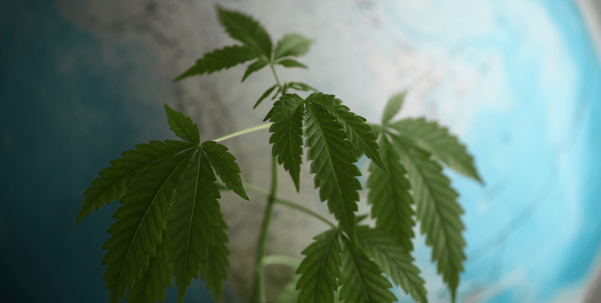 ¿Estados Unidos se Está Perdiendo el Boom Global del Cannabis? ¿Estados Unidos se Está Perdiendo el Boom Global del Cannabis?