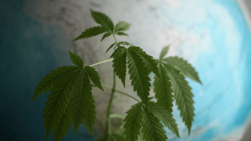¿Estados Unidos se Está Perdiendo el Boom Global del Cannabis?