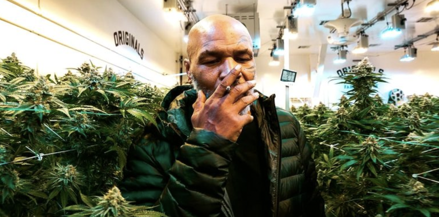 Mike Tyson, CEO: el Campeón Ahora Dirige una Empresa de Cannabis
