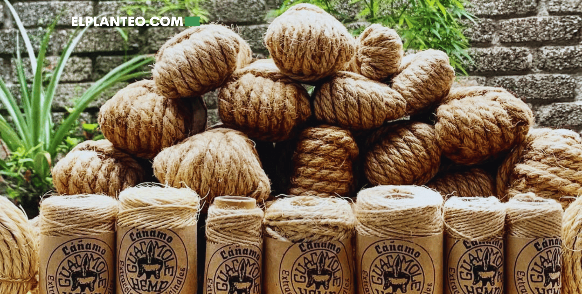 Cáñamo, Futuro Sostenible y Conocimiento Ancestral: El Trabajo de Guacamole Hemp con las Comunidades Indígenas