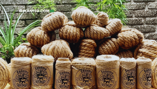 Cáñamo, Futuro Sostenible y Conocimiento Ancestral: El Trabajo de Guacamole Hemp con las Comunidades Indígenas Cáñamo, Futuro Sostenible y Conocimiento Ancestral: El Trabajo de Guacamole Hemp con las Comunidades Indígenas