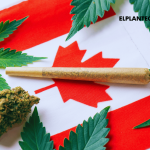 5 Años de Cannabis Legal en Canadá: Más Uso, Menos Abuso, Según Estudio
